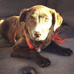 Remington Steele - @remixedremi - Instagram