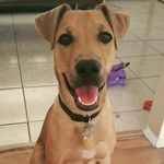 Remington Steele - @sir_remington_steele - Instagram