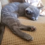 Remington Steele - @remington_steele_ - Instagram