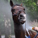 Remington Steele - @ridingremington - Instagram