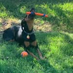 Remington Steele & Echo Reign - @remingtonsteelecowan - Instagram