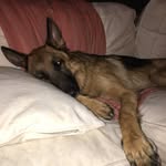 Remington Steele Braunreiter - @remingtonsteeleb - Instagram
