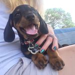 Remington Walker - @remington_the_dachshund - Instagram