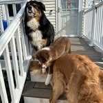 Remington walker and Emerie - @two_aussiesandagolden - Instagram
