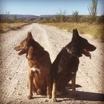Remus Lupin Davis - @pumpkinspicehusky - Instagram
