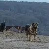 Remus Pop - @remus.pop7 - TikTok