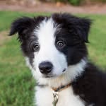 Remus George Young - @remusyoungpup - Instagram