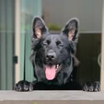 Remy & Walker - @blackcat_blackdog - Instagram