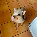 remy walker - @remythepig - Instagram