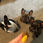 ✨Bentley- Remy- Zero✨ - @rockhead_triplets - Instagram