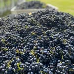 @renshorewines - Instagram
