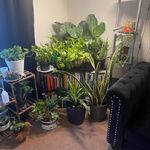 Rena Cherry - @newplantmom2023 - Instagram