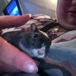 Rena Thumper Edwards - @rena123456788 - Instagram
