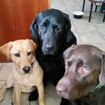 Rena Shapiro Kaplan - @luvsdogs7 - Instagram