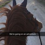 Rena Levy - @ral.equestrian - Instagram