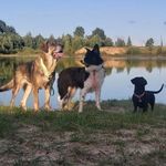 Rena, Luna, Kali & Zuri - @thewildcaninepack - Instagram