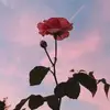 Rena Moore - @rena.moore4 - TikTok