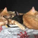 rena parker - @myfostertails - Instagram