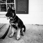 Rena Schulte - @rena_the_german_shepherd - Instagram