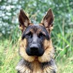Rena the German Shepherd - @rena_the_gsd - Instagram