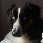 Rene . Miniature American shepherd - @mini.aussie_boy - Instagram