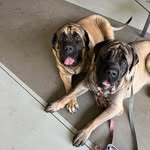 Renée Shepherd - @stella_the.old.englishmastiff - Instagram