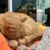 Renae Snyder - @renaesnyder97 - TikTok