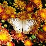 Rene Trimble - @sonflowers1 - Instagram