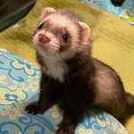 rena.vines - @rena.vines1 - Instagram