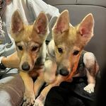 Czechoslovakian Wolfdog -Jaida🇨🇿rena - @wolf__jaida_and_rena - Instagram