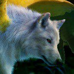 Рената - @rena_wolf - Instagram