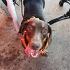 renaefranklinhill_ - @renaefranklinhill_ - TikTok