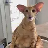 Renae Gordon - @renae.gordon0 - TikTok