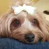 Renae Hamilton - @renae.hamilton - TikTok