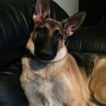 Marley Renae Henry - @marley_n_me_gsd - Instagram