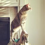 Stella Renae Reed - @stellathecatreed - Instagram