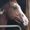 Renae Steele-Devich - @renae.steeledevic - TikTok