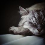 Renata Gross - @rgslowliving - Instagram