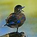 Renate Johnson - Facebook