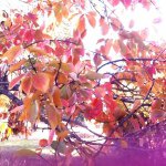 Renate Thompson - @allknowingoma - Instagram