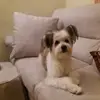 Renato Casalis il capitano - @renato.casalis.il - TikTok