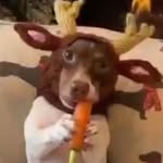 Renato Donato - @donrenatotomato - Instagram