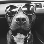 Renato Ignacio Hoyos - @renato_elperro - Instagram