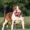 Renato Ochoa - @bluekingkennels - TikTok