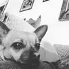 Renato Olvera  - @renox200 - TikTok