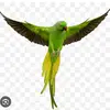 🦜Rene Arevalo 🦜 - @renearevaloo - TikTok