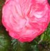 Arthur Rene - Facebook