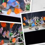 Rene Auer - @reneauer5 - Instagram