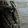 rene bearded dragon - @renebeardeddragon - TikTok