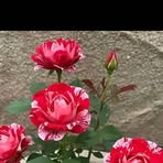 Rene Bonilla - Facebook